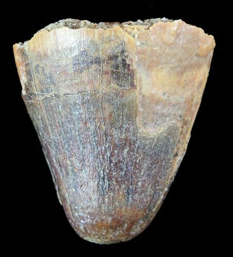 Cretaceous Fossil Crocodile (Elosuchus) Tooth - Morocco #49003